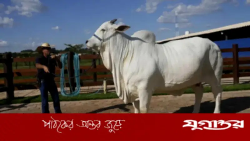 ৪০ কোটি রুপির গরু: বিশ্বের সবচেয়ে দামি গবাদিপশু ‘ভিয়াতিনা-১৯’