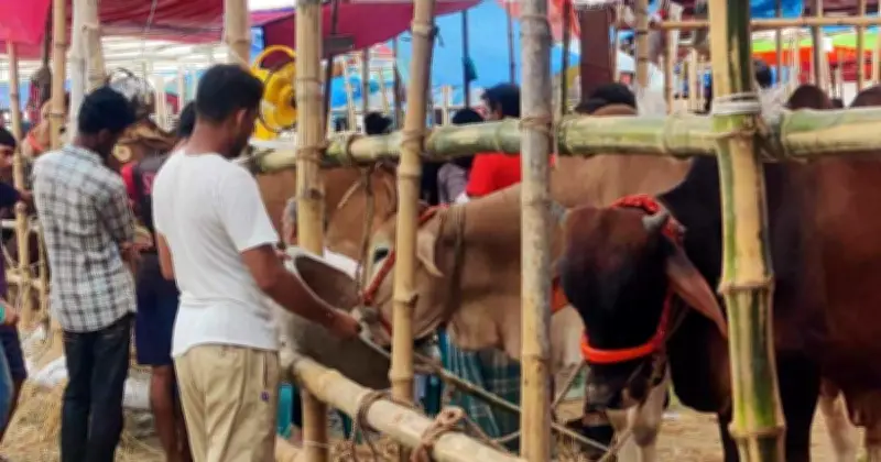 ঈদুল আজহায় পশুর হাটের পাশের ব্যাংক শাখা খোলা রাখার নির্দেশ