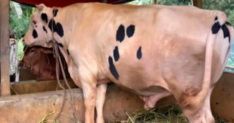 নোয়াখালীর বস: ৩০ মণের বিশাল গরু, দাম ১০ লাখ টাকা
