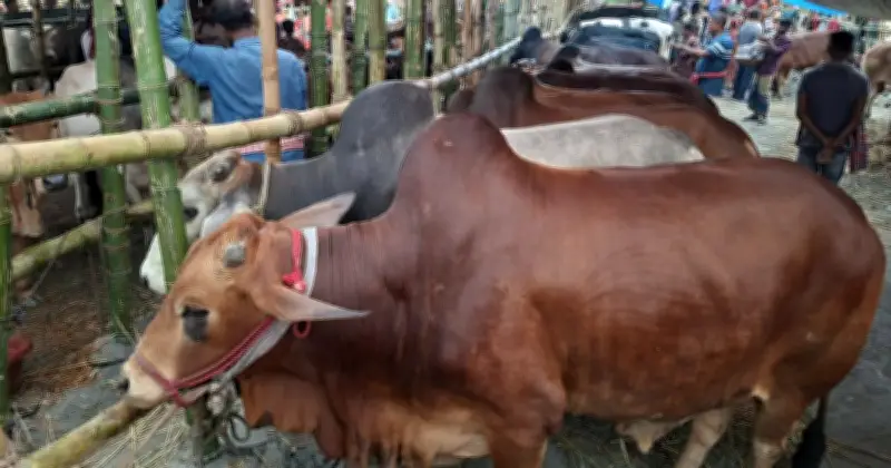 ঈদুল আজহায় কমলাপুর পশুর হাটে ক্রেতা-বিক্রেতাদের সরগরম উপস্থিতি