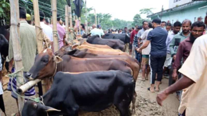 রাজনগরে কোরবানির হাটে দরদাম বেশি, ক্রেতা কম