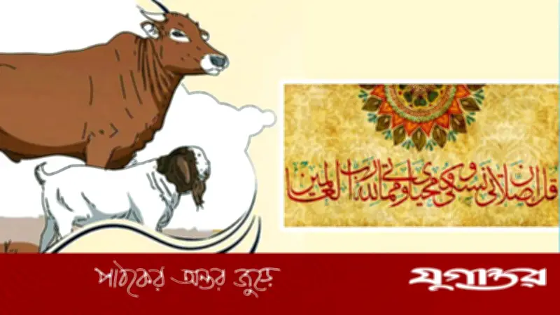 কুরবানির পশু জবাইয়ের সুন্নতি পদ্ধতি ও দোয়া: নবীজির (সা.) শিক্ষা