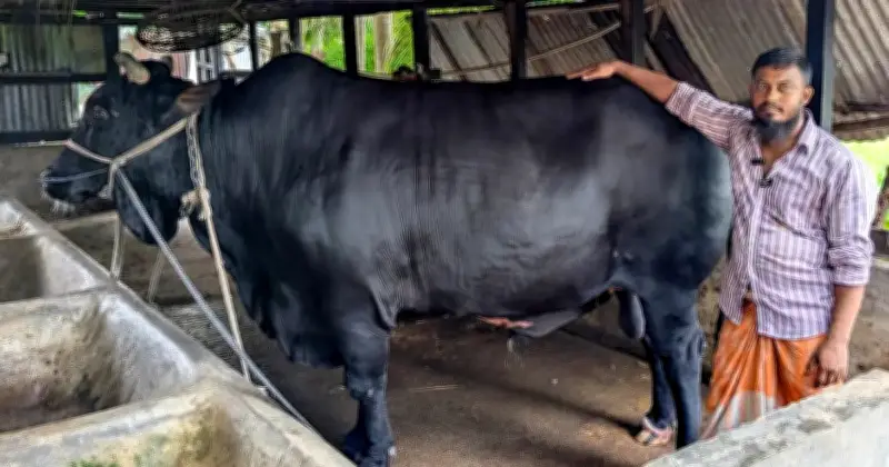 কালো মানিক ২০ লাখ টাকায় বিক্রি