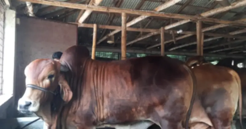 গোপালগঞ্জে কোরবানির উদ্বৃত্ত পশু ৫৫১৭টি, চাহিদা বেশি