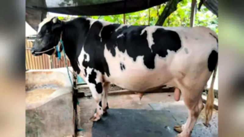 ১৪০০ কেজির সাদাময়নাকে নিয়ে বিপাকে খামারি
