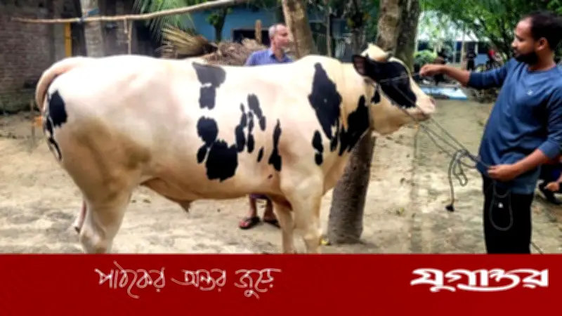 বগুড়ায় ২৪ মণের ‘মিস্টার বিন’ গরুটি কুরবানির হাটে সাড়া ফেলেছে
