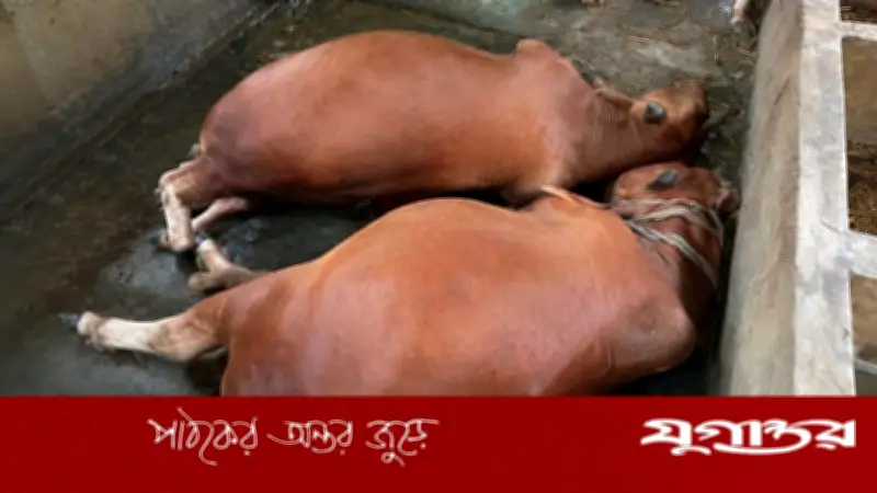 বজ্রপাতে ২ গরুর মৃত্যু, স্বপ্ন ভঙ্গ সোহেলের