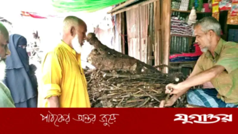 কুরবানির মাংসে স্বাদ বাড়াতে চুইঝালের কদর বেড়েছে