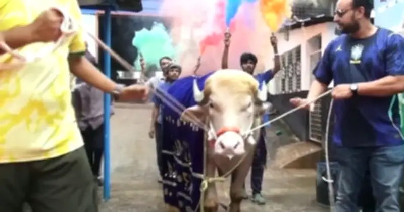 ভাইরাল মহিষ ‘ডোনাল্ড ট্রাম্প’কে রাজকীয় বিদায়, লাল গালিচায় সংবর্ধনা