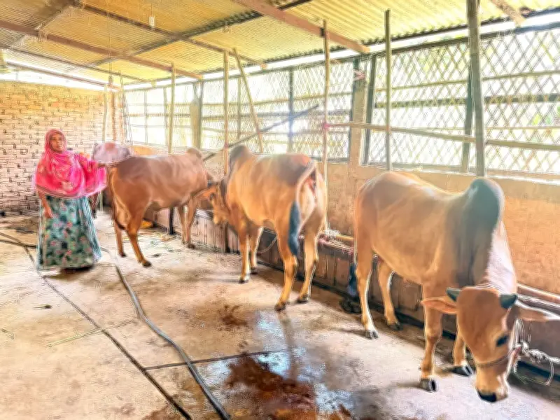 অদম্য শাহীন: গরু পালনে দারিদ্র্য জয় করে সাফল্যের শিখরে