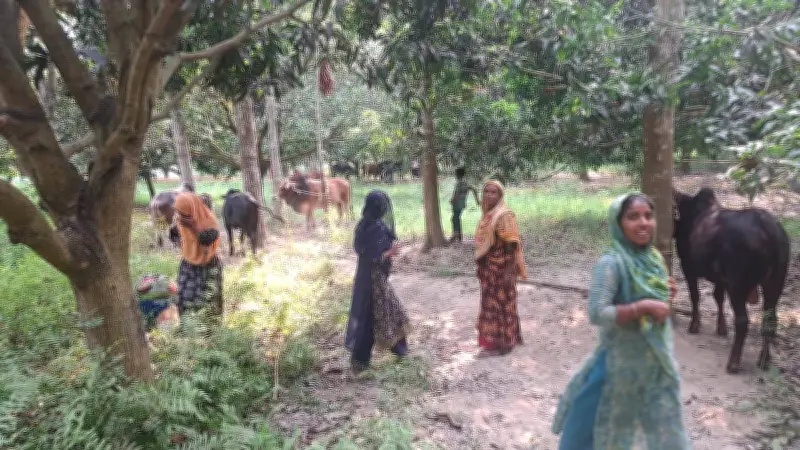 ঢাকায় গরু পাঠাতে ব্যস্ত চরের খামারিরা