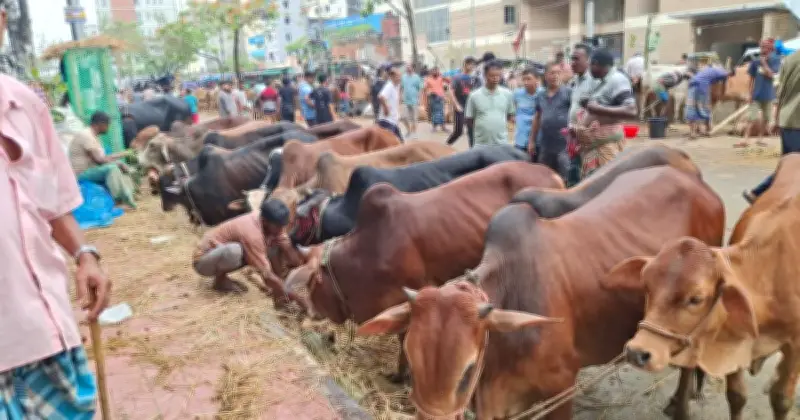 ঢাকার পশুর হাটে ক্রেতা-বিক্রেতার দর কষাকষি, বিক্রি কম