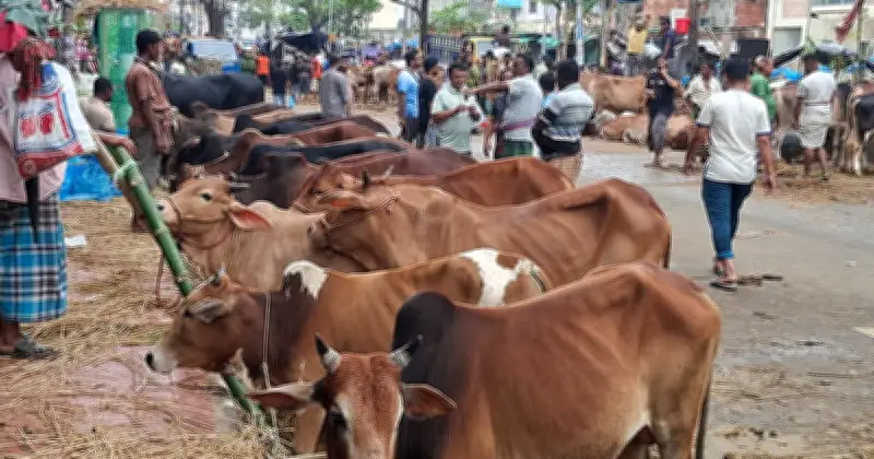 ঈদের আগে ধোলাইখাল পশুরহাটে বেচাকেনা কম, দামে অমিল