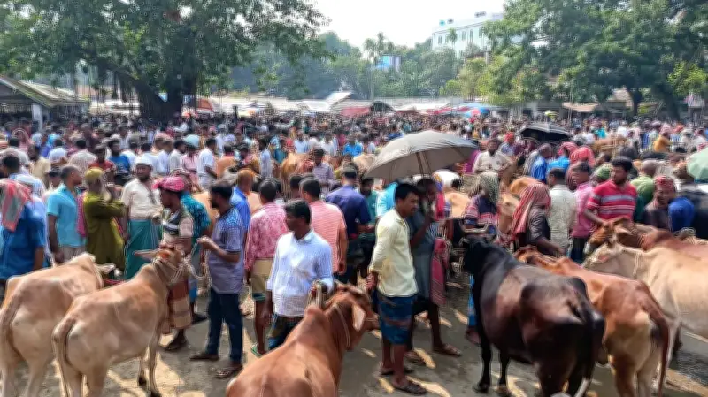 জামালপুরে মহিষের আক্রমণে হাটে প্রাণ গেল দুইজনের