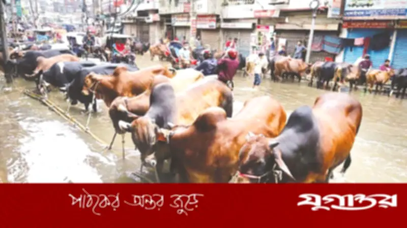 রাজধানীতে বৃষ্টিতে ঈদযাত্রা ও গরুর হাটে ভোগান্তি