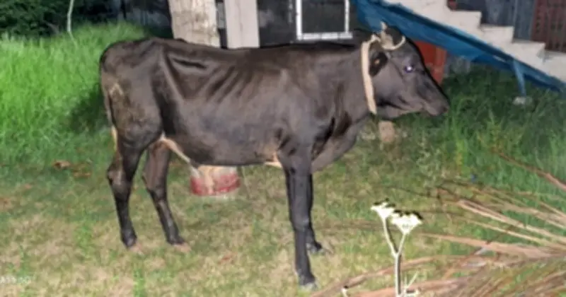 সাতক্ষীরায় গরু চুরির মামলায় যুবক গ্রেফতার, গরু পুলিশ ফাঁড়িতে