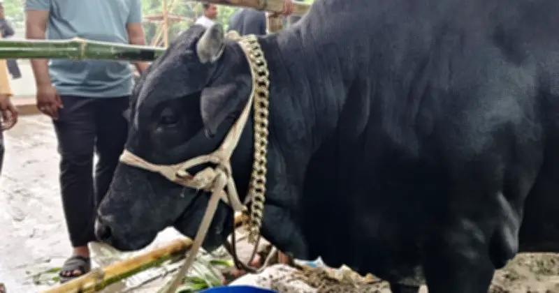 ময়মনসিংহের ‘কমিশনার’ ষাঁড়ের দাম ৬ লাখ ৮০ হাজার টাকা