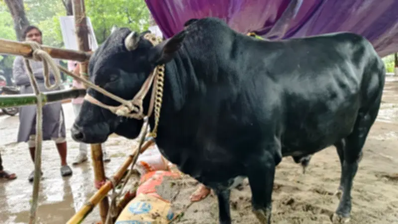 ময়মনসিংহের কোরবানির হাটে ‘কমিশনার’ গরুটি দর্শনার্থীদের আকর্ষণ