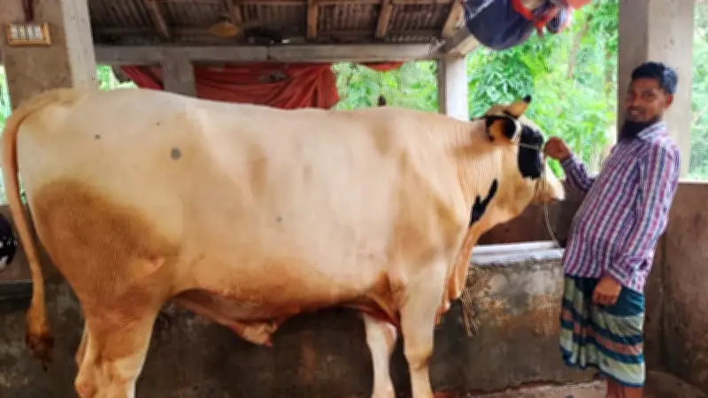 ভোলায় কাঙ্ক্ষিত দাম না পেয়ে বিপাকে খামারি, বিশাল গরু নিয়ে দুশ্চিন্তা