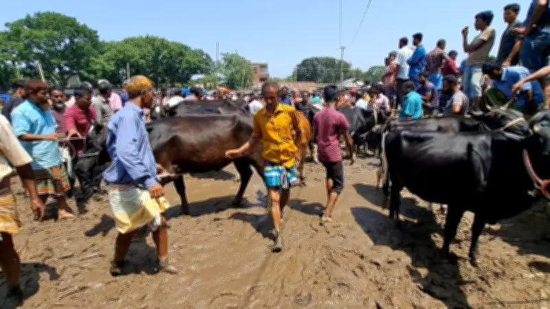 কাদাপানিতে কোরবানির পশুর হাট, ক্রেতা-বিক্রেতাদের দুর্ভোগ