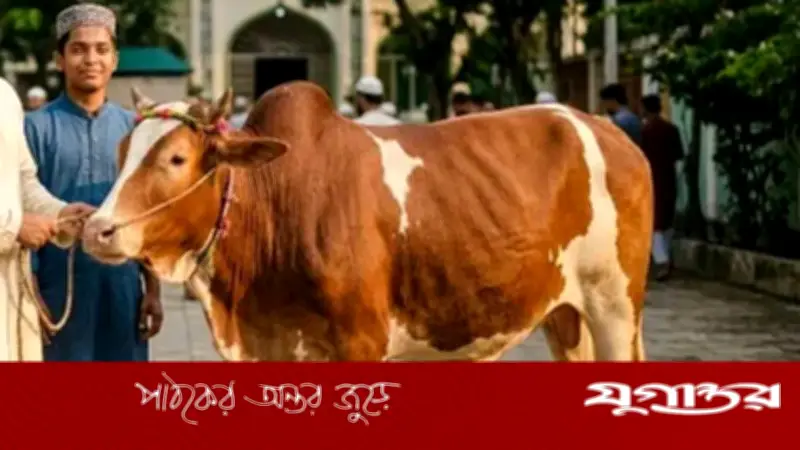 কুরবানির পশু বাড়িতে আনার পর স্বাস্থ্য সুরক্ষায় করণীয়