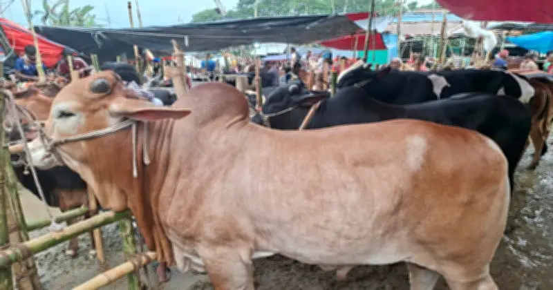 গাবতলী হাটে খুঁটি ভাড়া নিয়ে ব্যবসায়ীদের ক্ষোভ