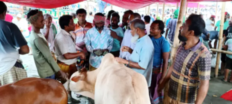 পাবনায় গরু বিক্রি করে খুশি খামারিরা, চাহিদা ও দাম ভালো