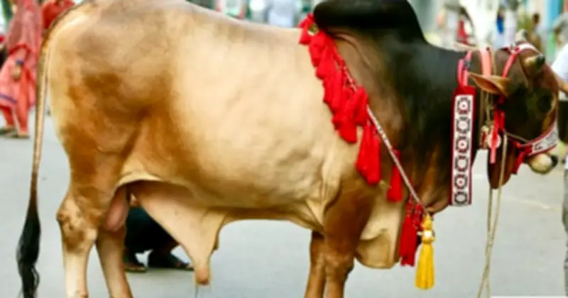 ঈদুল আজহায় পশু কোরবানির আগে ও পরে যত্ন নেওয়ার পরামর্শ