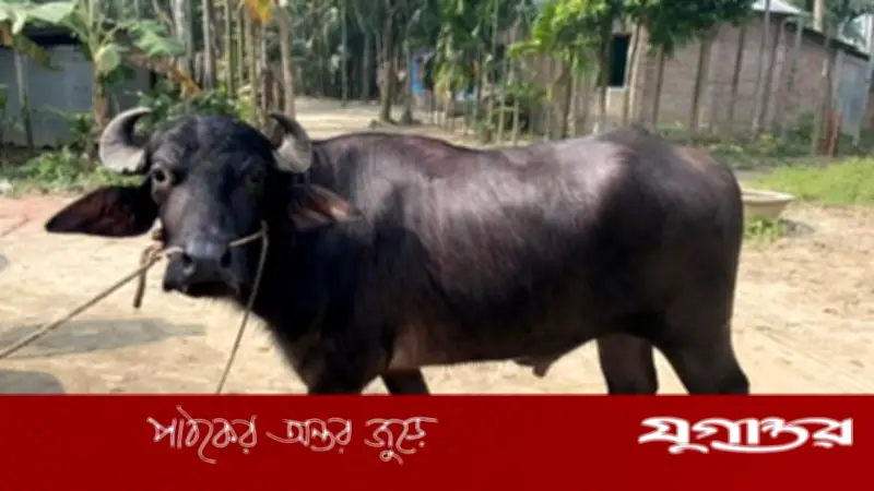 বগুড়ায় জামায়াত নেতার বাড়িতে পুলিশের অভিযান