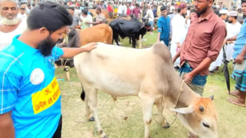 ঈদের আগে পশুর হাটে ভিড় থাকলেও কমেছে বেচাকেনা, দামে হতাশ ক্রেতা