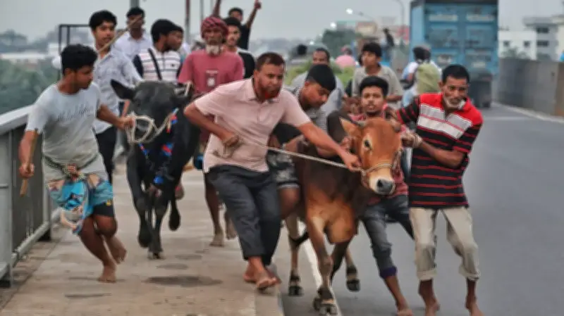 কোরবানির পশু কেনার আগে যা দেখবেন: ব্যবসায়ীদের পরামর্শ