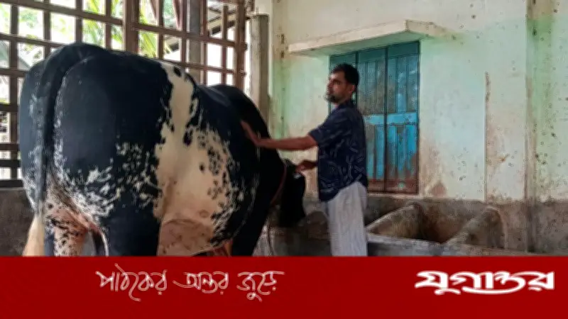 শখের ষাঁড় যুবরাজের দাম ১০ লাখ টাকা, খামারির স্বপ্ন ডিজিটাল খামার
