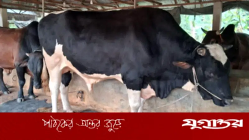 খাগড়াছড়িতে ‘সম্রাট’ নামের ষাঁড়ের দাম ১২ লাখ টাকা
