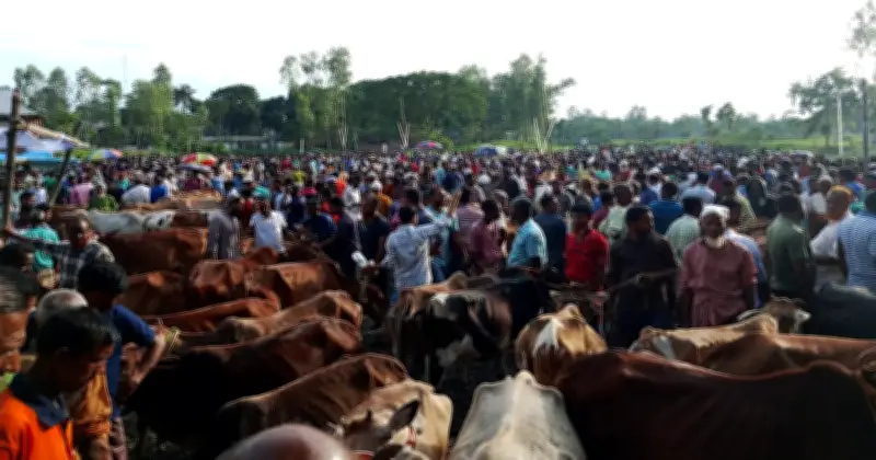 স্কুল মাঠ থেকে কোরবানির হাট সরানোর পরও দ্বিগুণ হাসিলের অভিযোগ