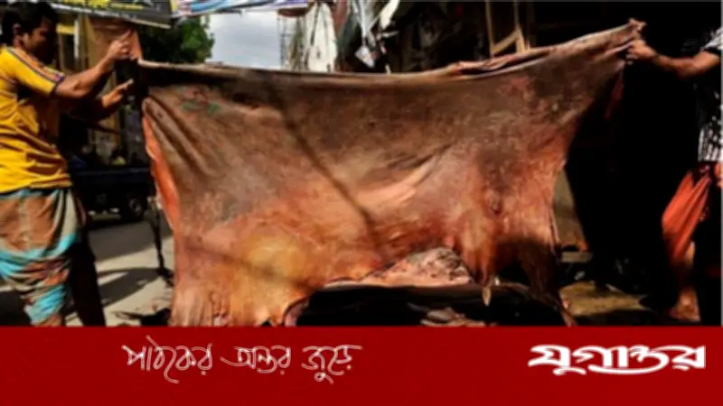 কুরবানির চামড়ার বাজারে ধসের পাঁচ কারণ