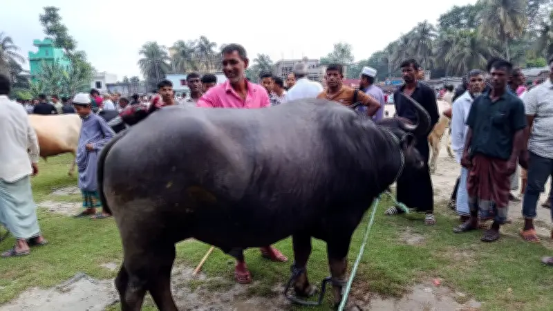 কোরবানিতে গরুর বদলে মহিষ বেছে নিচ্ছেন অনেকে, বাড়ছে জনপ্রিয়তা