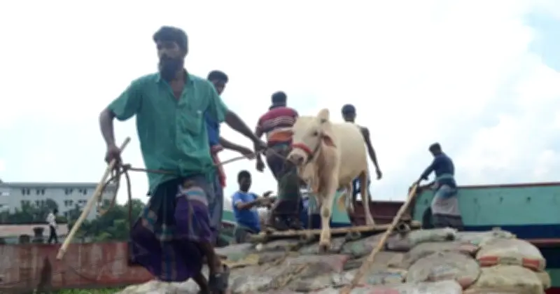কোরবানি কবুলের ছয়টি শর্ত: আল্লাহর নৈকট্যের জন্য বিশুদ্ধতা জরুরি