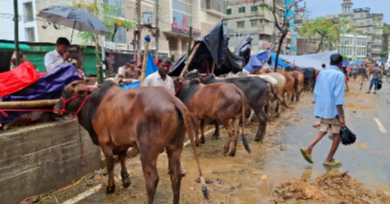 ঈদের শেষ মুহূর্তে বৃষ্টিতে বিপর্যস্ত কোরবানির পশুর হাট, ব্যবসায়ীদের লোকসানের শঙ্কা