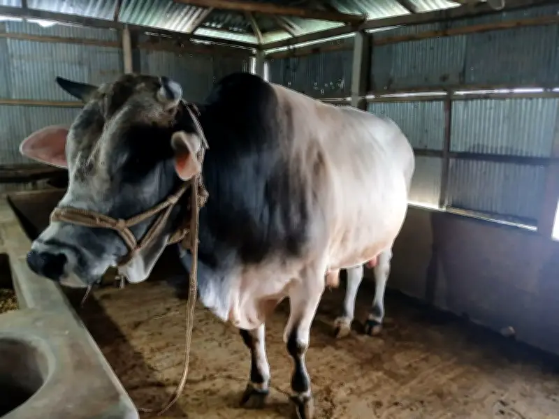বিক্রি না হওয়া বিশাল ষাঁড় ‘জায়েদ খান’ খামারমালিকের চিন্তার কারণ