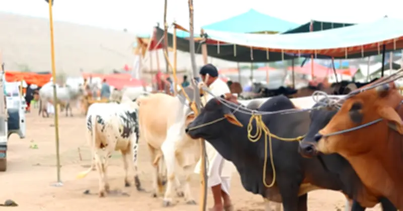 ঈদুল আজহা: ত্যাগ ও আত্মসমর্পণের মহিমান্বিত উৎসব
