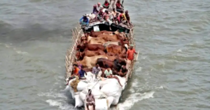ঋণ থাকলেও কোরবানি ওয়াজিব হতে পারে, জানুন শর্ত
