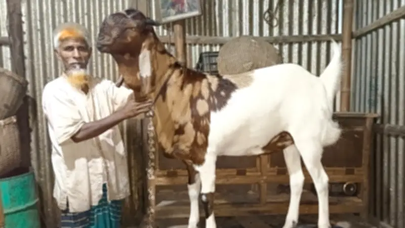 বিছানা ছাড়া ঘুমায় না ১০৪ কেজির ছাগল ‘নবাব সিরাজউদ্দৌলা’