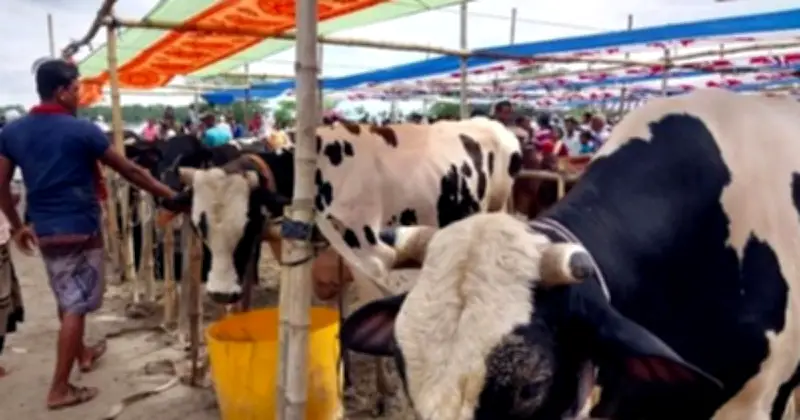 কোরবানির গোশত বিক্রি কি জায়েজ? ইসলামি শরিয়ত যা বলে