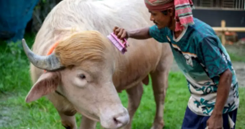 স্বরাষ্ট্রমন্ত্রীর হস্তক্ষেপে রক্ষা পেল অ্যালবিনো মহিষ ‘ডোনাল্ড ট্রাম্প’