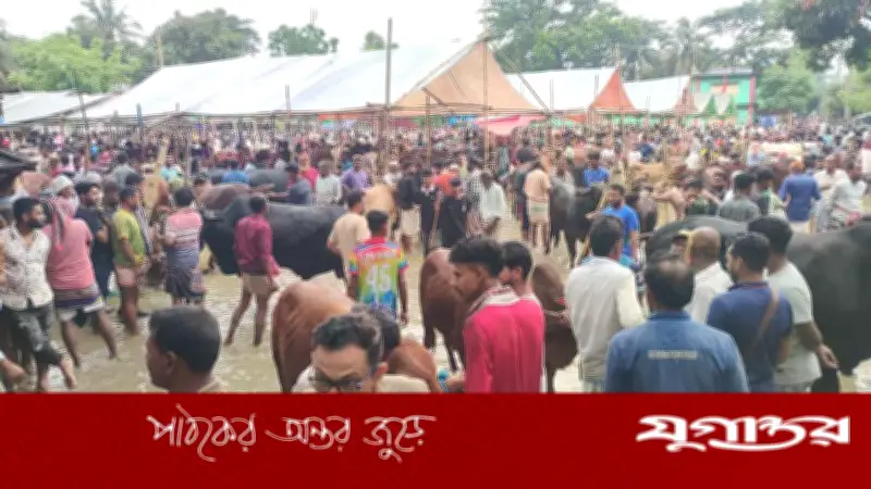 নরসিংদীতে খাজনাবিহীন পশুর হাটে ক্রেতার ঢল, তিন হাজার পশু বিক্রি
