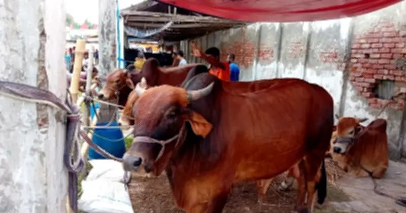 ঢাকা দক্ষিণ সিটিতে কোরবানির জন্য ৩৫৭টি নির্ধারিত স্থান