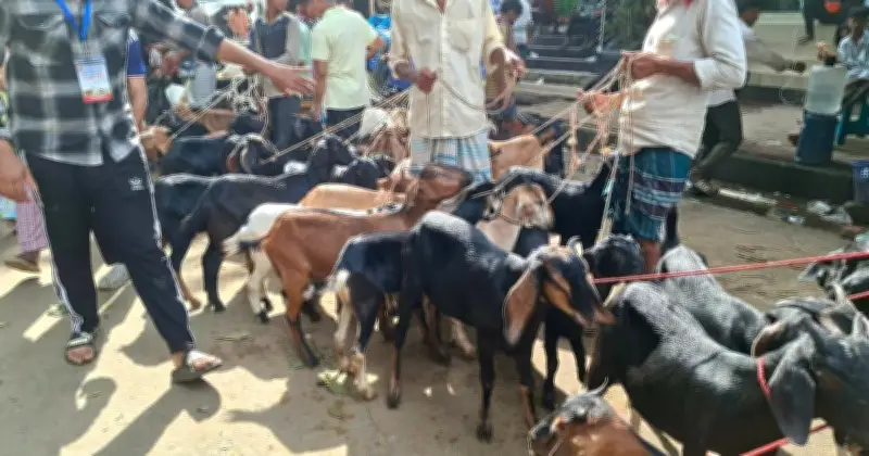 কোরবানির ঈদে ছাগল ব্যবসায়ীদের মন খারাপ, কম লাভে ফিরছেন অনেকে