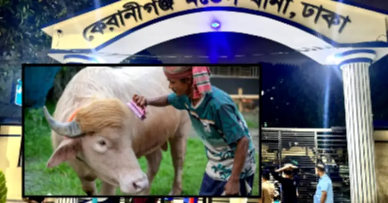 অ্যালবিনো মহিষ ‘ডোনাল্ড ট্রাম্প’কে থানা হেফাজতে নেওয়া হয়েছে