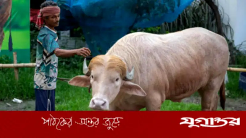 কুরবানি নয় ‘ডোনাল্ড ট্রাম্প’ মহিষ, ফের খামারে ফিরল