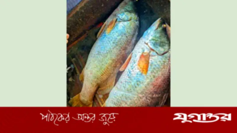 মেঘনায় ৩৩ কেজির দুই কোরাল মাছ ৪৬ হাজার টাকায় বিক্রি